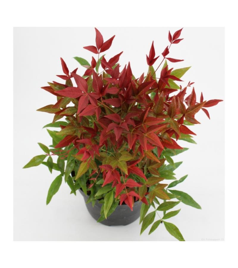 Hemelse bamboe (Nandina domestica “Obsessed”®) heester