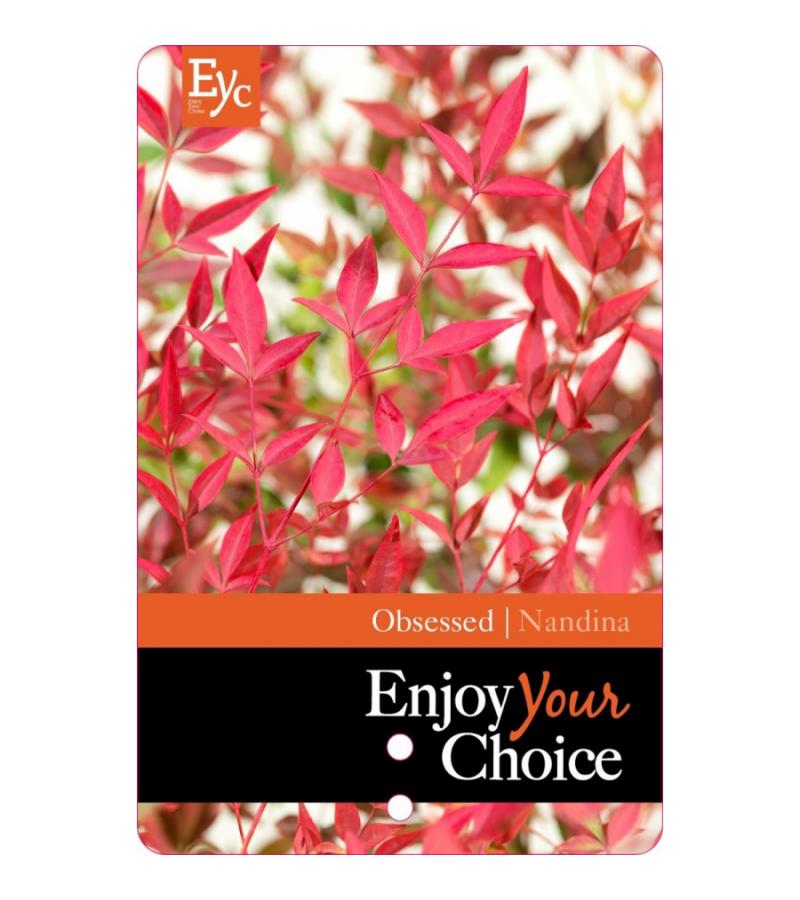 Hemelse bamboe (Nandina domestica “Obsessed”®) heester