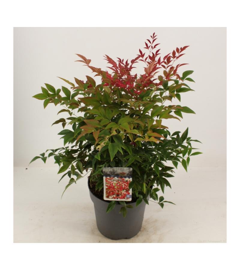 Hemelse bamboe (Nandina domestica “Obsessed”®) heester