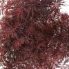 Japanse esdoorn (Acer palmatum "Inaba Shidare") heester