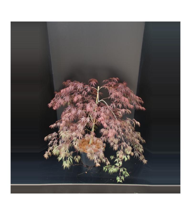 Japanse esdoorn (Acer palmatum "Inaba Shidare") heester