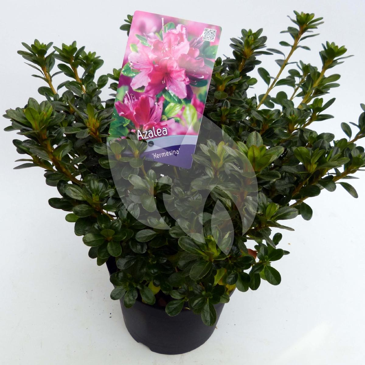 Plantenwinkel.nl Rododendron (Rhododendron Japonica 