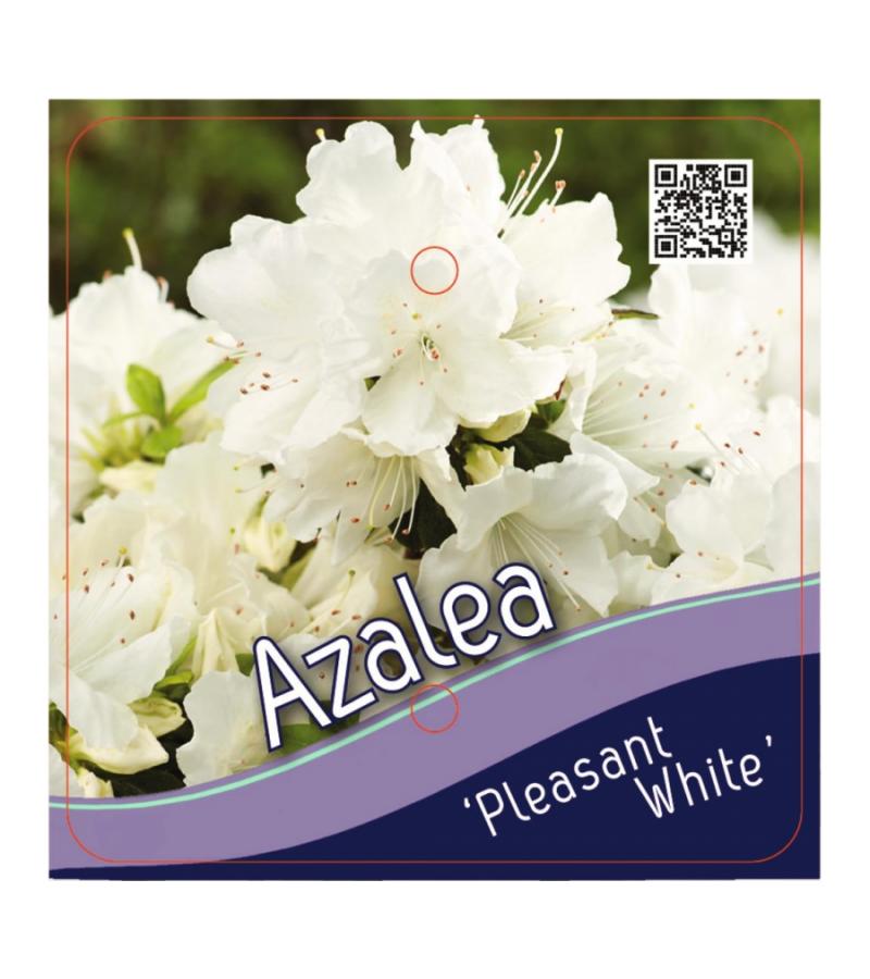 Rododendron (Rhododendron Japonica "Pleasant White") heester