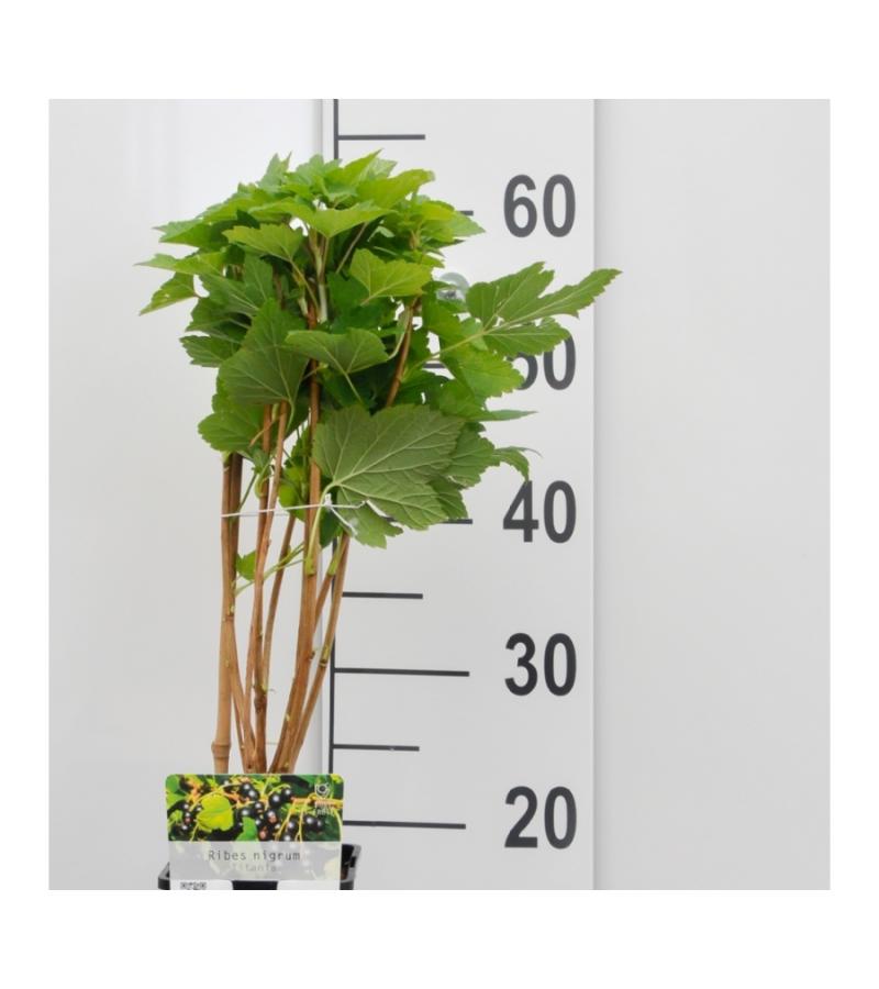 Zwarte bes (ribes nigrum "Titania") fruitplanten