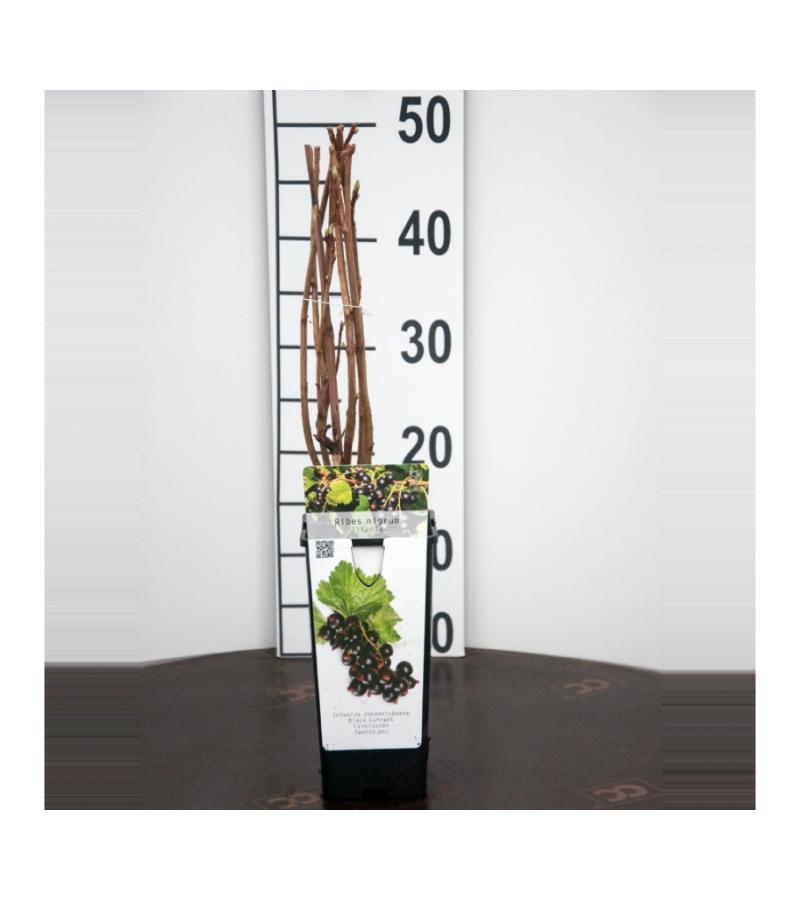 Zwarte bes (ribes nigrum "Titania") fruitplanten