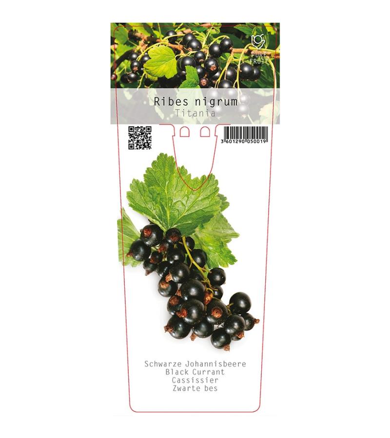 Zwarte bes (ribes nigrum "Titania") fruitplanten