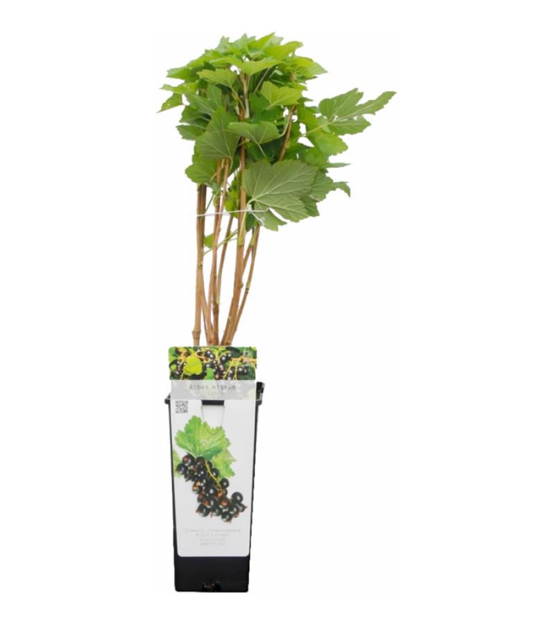Zwarte bes (ribes nigrum "Titania") fruitplanten