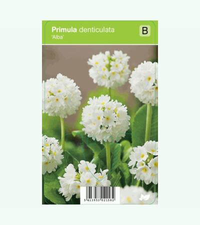 Bolprimula (primula denticulata "Alba") voorjaarsbloeier