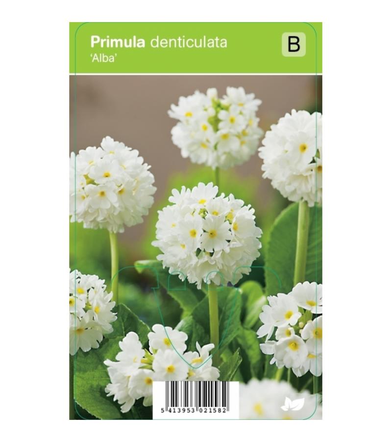 Bolprimula (primula denticulata "Alba") voorjaarsbloeier