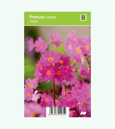 Sleutelbloem (primula rosea "Gigas") voorjaarsbloeier