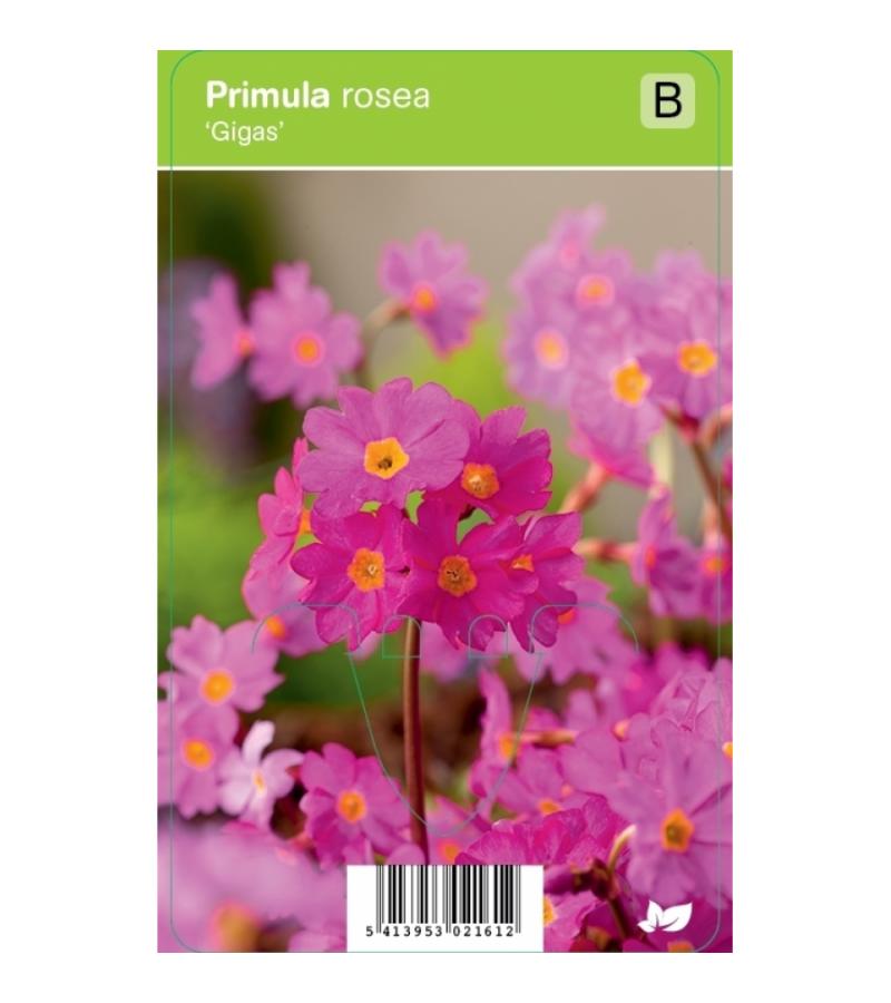 Sleutelbloem (primula rosea "Gigas") voorjaarsbloeier