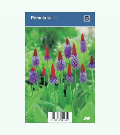 Orchideeprimula (primula vialii) schaduwplant