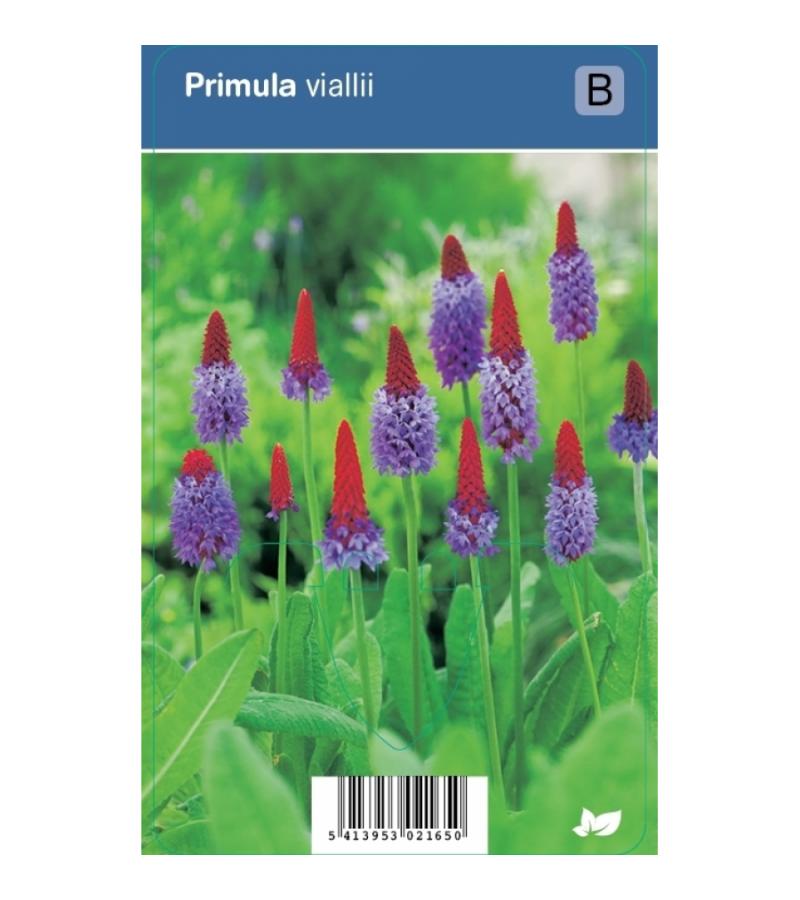 Orchideeprimula (primula vialii) schaduwplant