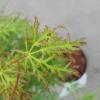 Japanse esdoorn (Acer palmatum "Emerald Lace") heester