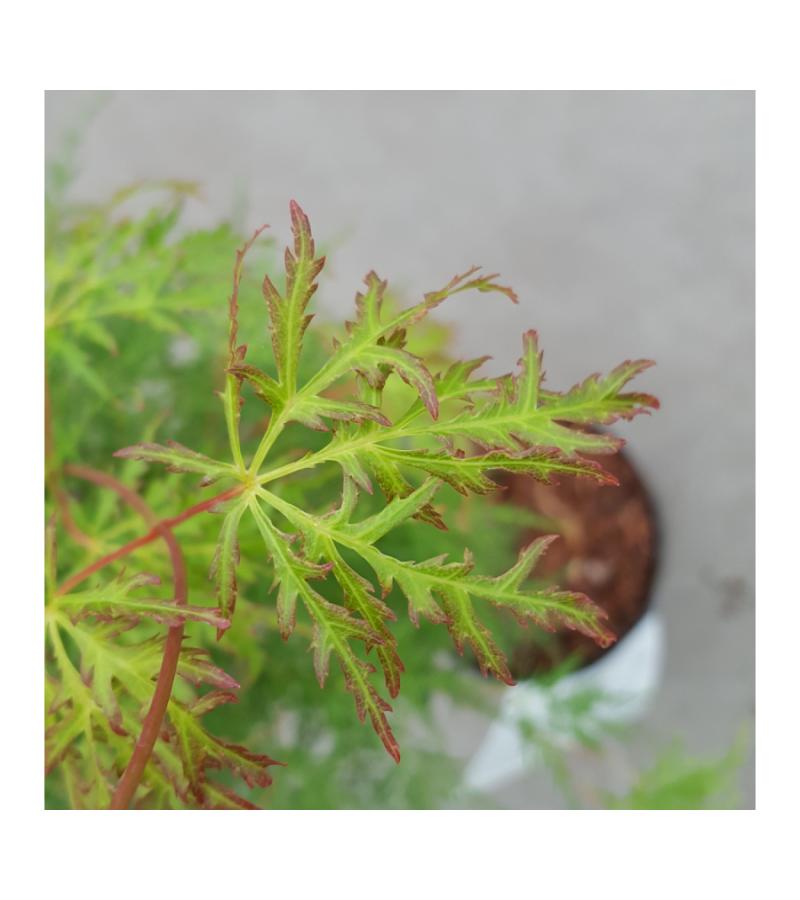Japanse esdoorn (Acer palmatum "Emerald Lace") heester