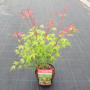 Japanse esdoorn (Acer palmatum Phoenix) heester 3 stuks