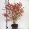 Japanse esdoorn (Acer palmatum "Phoenix") heester
