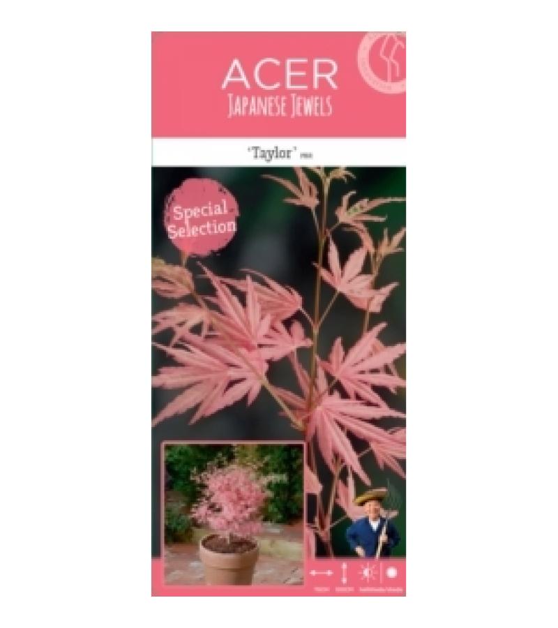 Japanse esdoorn (Acer palmatum "Taylor") heester