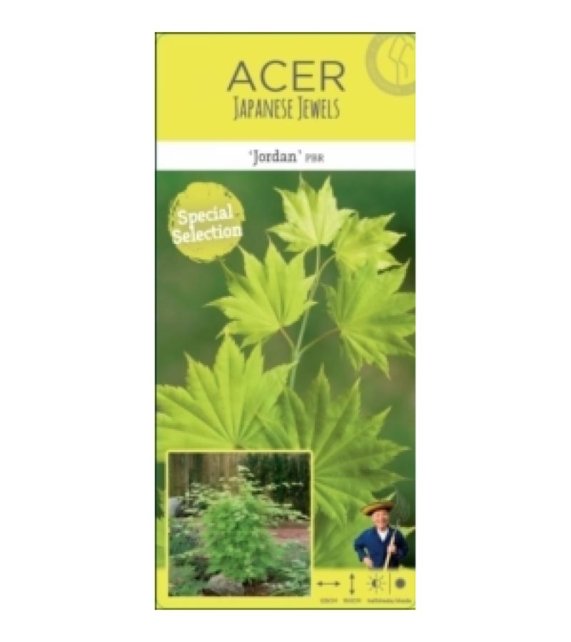 Japanse esdoorn (Acer shirasawanum "Jordan") heester