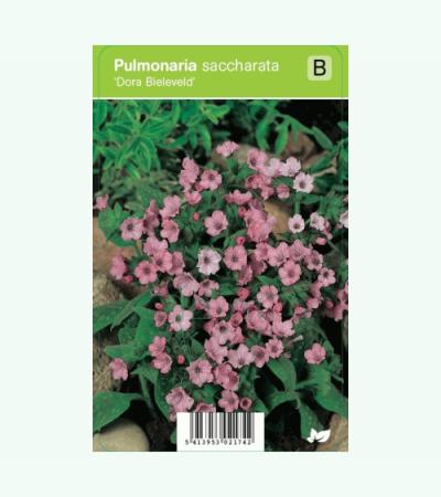 Longkruid (pulmonaria saccharata "Dora Bielefeld") voorjaarsbloeier