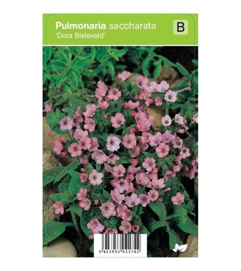 Longkruid (pulmonaria saccharata "Dora Bielefeld") voorjaarsbloeier