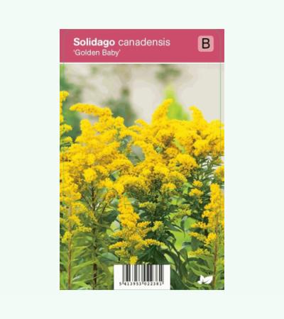 Guldenroede (solidago canadensis "Golden Baby") najaarsbloeier