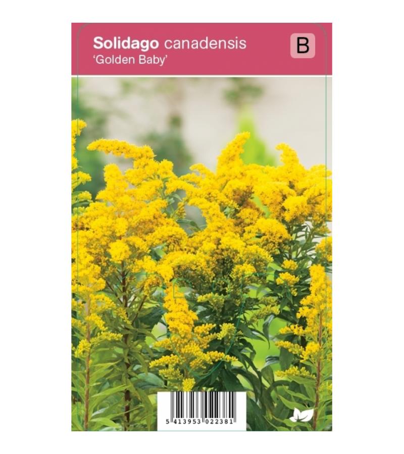 Guldenroede (solidago canadensis "Golden Baby") najaarsbloeier