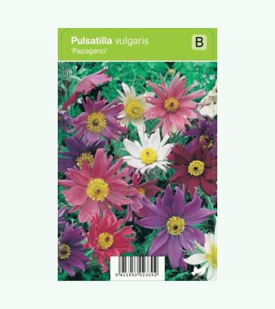 Wildemanskruid (pulsatilla vulgaris "Papageno") voorjaarsbloeier