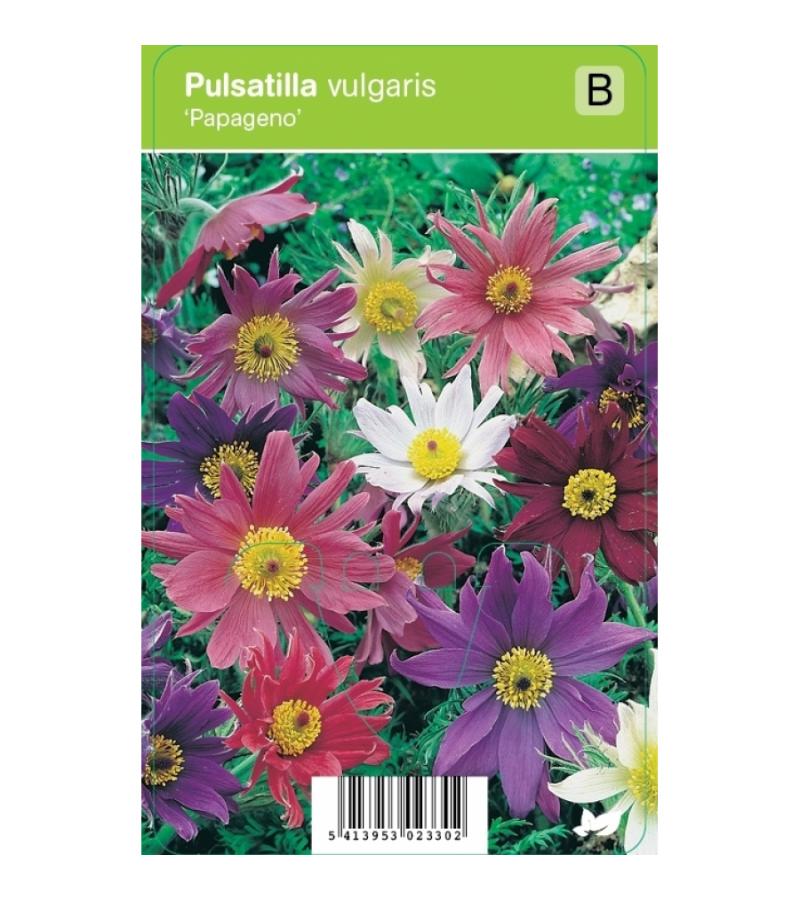 Wildemanskruid (pulsatilla vulgaris "Papageno") voorjaarsbloeier