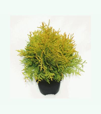 Westerse levensboom (Thuja occidentalis "Golden Globe") conifeer