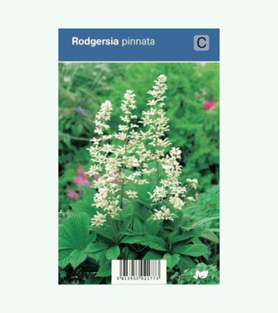 Schout bij nacht (rodgersia pinnata) schaduwplant