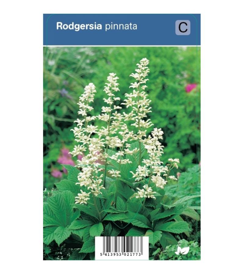 Schout bij nacht (rodgersia pinnata) schaduwplant