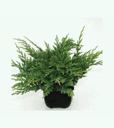 Kruipende jeneverbes (Juniperus horizontalis "Prince of Wales") conifeer