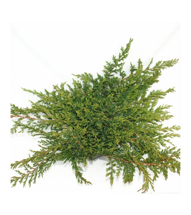Kruipende jeneverbes (Juniperus horizontalis "Prince of Wales") conifeer