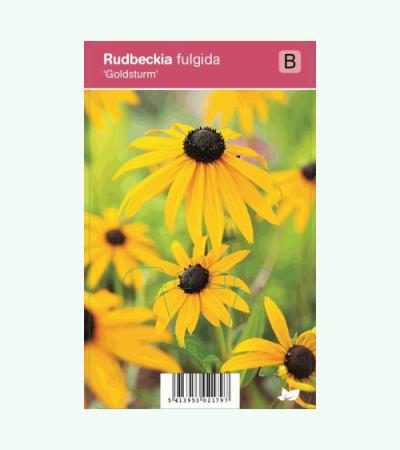 Zonnehoed (rudbeckia fulgida "Goldsturm") najaarsbloeier
