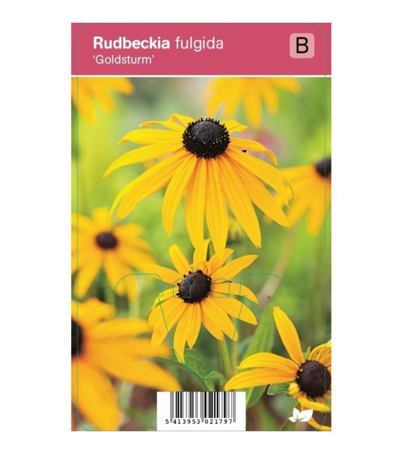 Zonnehoed (rudbeckia fulgida "Goldsturm") najaarsbloeier