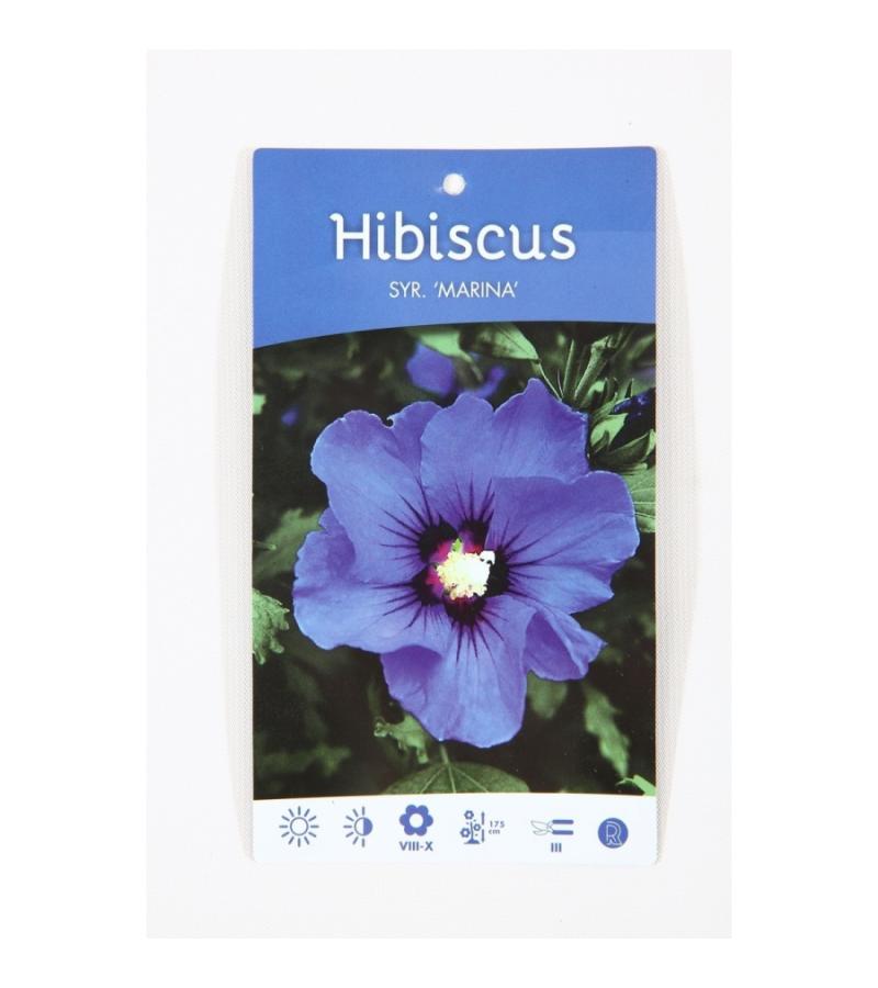 Hibiscus syriacus Oliseau Bleu