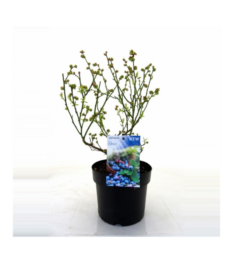 Bosbes (vaccinium corymbosum “Patio”) fruitplanten