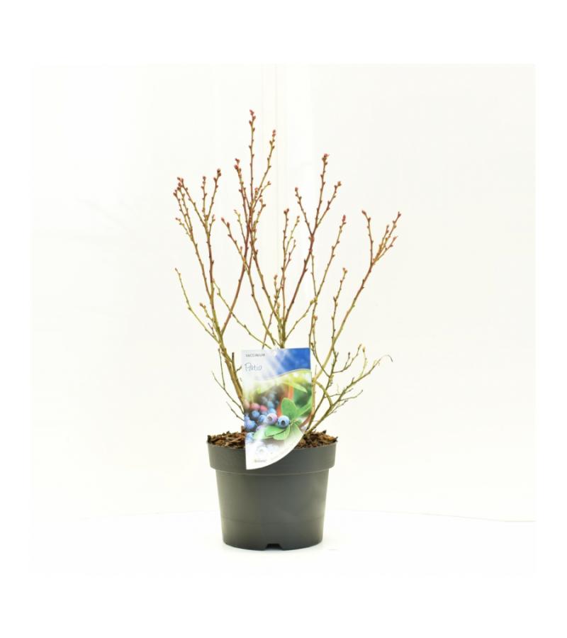 Bosbes (vaccinium corymbosum “Patio”) fruitplanten