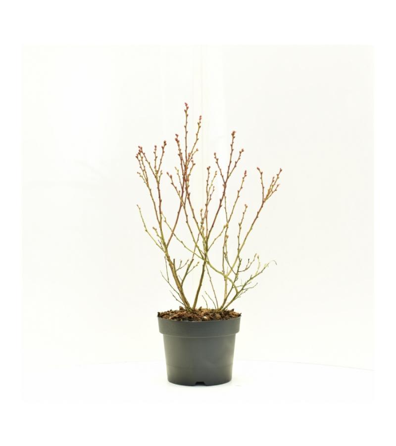 Bosbes (vaccinium corymbosum “Patio”) fruitplanten