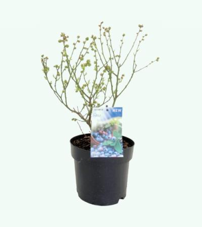 Bosbes (vaccinium corymbosum “Patio”) fruitplanten