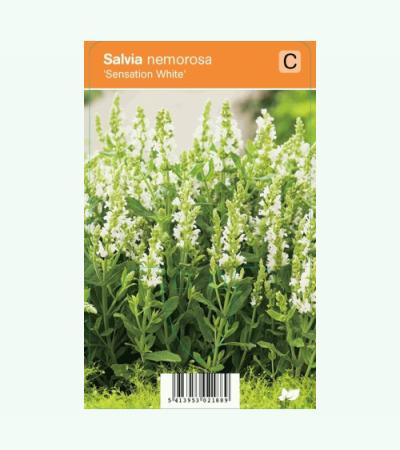 Salie (salvia nemorosa "Sensation White") zomerbloeier