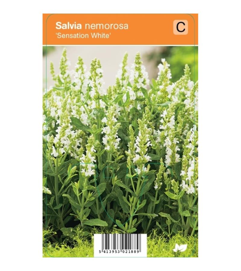 Salie (salvia nemorosa "Sensation White") zomerbloeier