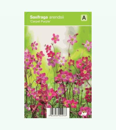 Mossteenbreek (saxifraga arendsii "Carpet Purple") voorjaarsbloeier