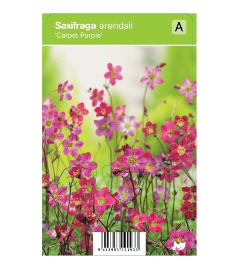 Mossteenbreek (saxifraga arendsii "Carpet Purple") voorjaarsbloeier