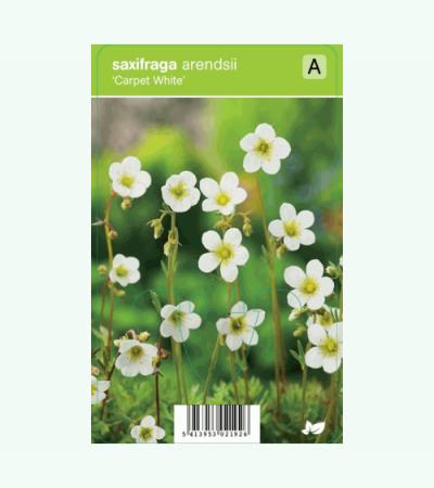 Mossteenbreek (saxifraga arendsii "Carpet White") voorjaarsbloeier