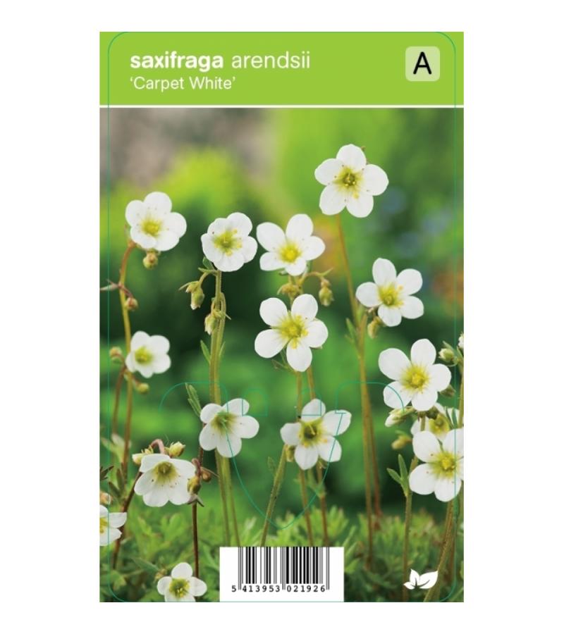 Mossteenbreek (saxifraga arendsii "Carpet White") voorjaarsbloeier