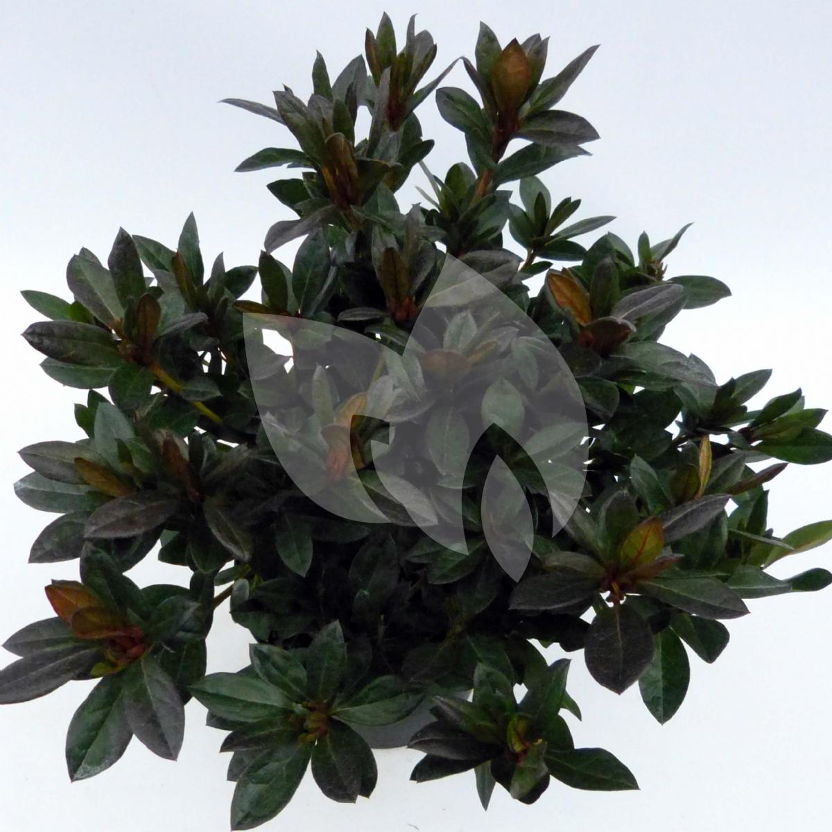 Plantenwinkel.nl Rododendron (Rhododendron Japonica Arends