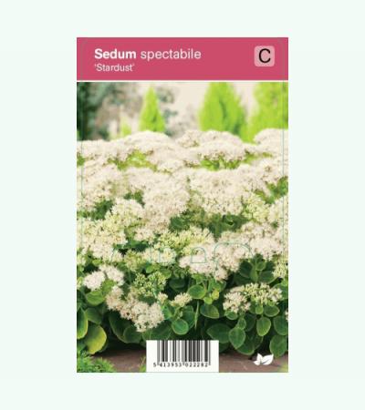 Hemelsleutel (sedum spectabile "Stardust") najaarsbloeier