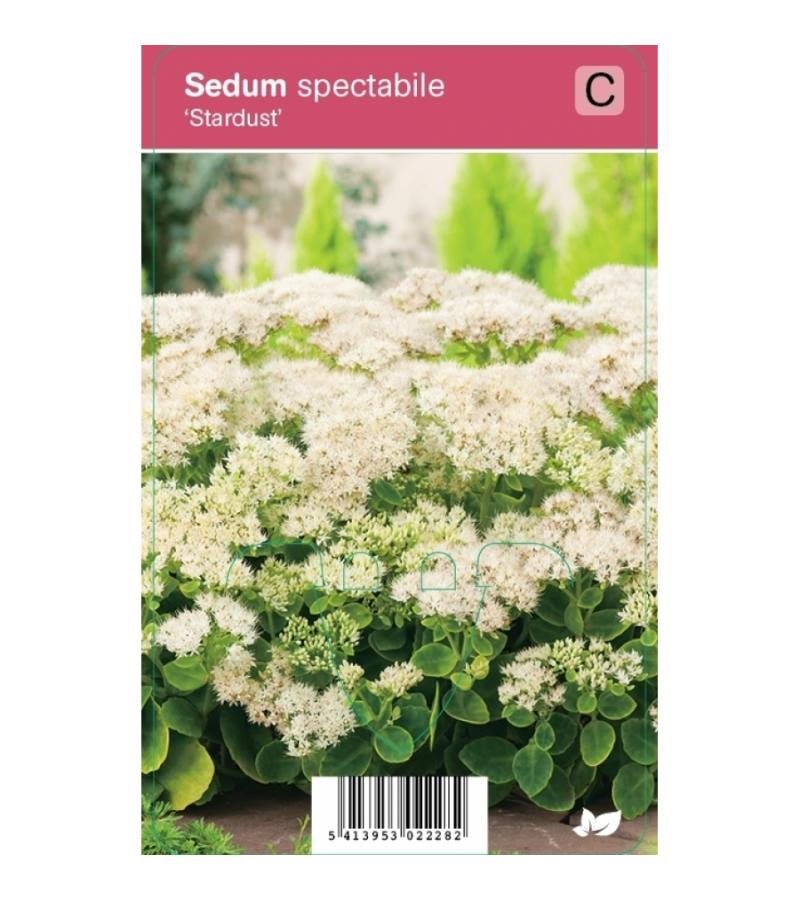 Hemelsleutel (sedum spectabile "Stardust") najaarsbloeier